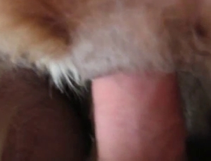A man is shoving his big dick in the asshole of a dog