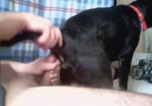 Zoophile is using his Labrador for all types of sexual pleasures