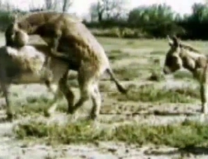 Donkey in the amateur bestiality porn action