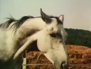 Amateur bestiality sex action with a nice horse